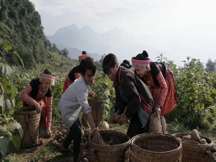 Rong sụn và sâm Fansipan - Thức uống hội tụ của rừng và biển - Ảnh 3. Rong sụn và sâm Fansipan - Thức uống hội tụ của rừng và biển - Ảnh 3.