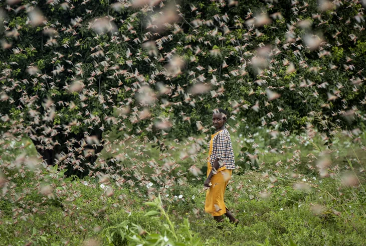 Somalia ban bố tình trạng khẩn cấp quốc gia do nạn châu chấu - Ảnh 1. Somalia ban bố tình trạng khẩn cấp quốc gia do nạn châu chấu - Ảnh 1.