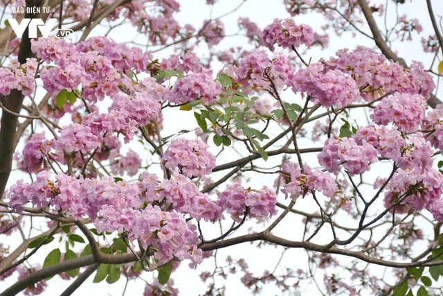 Người dân Sài Gòn ngẩn ngơ trước sắc hoa kèn hồng - Ảnh 4. Người dân Sài Gòn ngẩn ngơ trước sắc hoa kèn hồng - Ảnh 4.