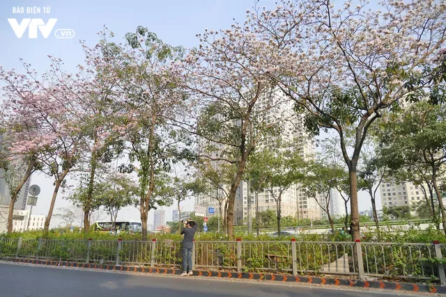 Người dân Sài Gòn ngẩn ngơ trước sắc hoa kèn hồng - Ảnh 3. Người dân Sài Gòn ngẩn ngơ trước sắc hoa kèn hồng - Ảnh 3.