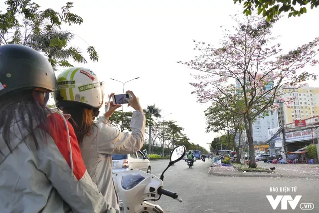 Người dân Sài Gòn ngẩn ngơ trước sắc hoa kèn hồng - Ảnh 9. Người dân Sài Gòn ngẩn ngơ trước sắc hoa kèn hồng - Ảnh 9.