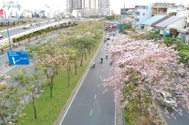 Người dân Sài Gòn ngẩn ngơ trước sắc hoa kèn hồng - Ảnh 1. Người dân Sài Gòn ngẩn ngơ trước sắc hoa kèn hồng - Ảnh 1.