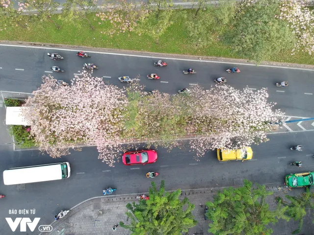 Người dân Sài Gòn ngẩn ngơ trước sắc hoa kèn hồng - Ảnh 7. Người dân Sài Gòn ngẩn ngơ trước sắc hoa kèn hồng - Ảnh 7.
