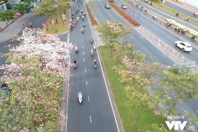 Người dân Sài Gòn ngẩn ngơ trước sắc hoa kèn hồng - Ảnh 6. Người dân Sài Gòn ngẩn ngơ trước sắc hoa kèn hồng - Ảnh 6.