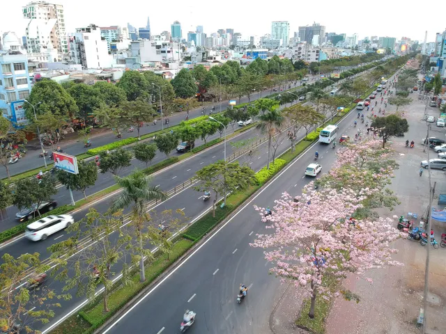 Người dân Sài Gòn ngẩn ngơ trước sắc hoa kèn hồng - Ảnh 2. Người dân Sài Gòn ngẩn ngơ trước sắc hoa kèn hồng - Ảnh 2.
