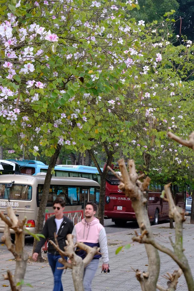 Hoa ban khoe sắc giữa phố phường Hà Nội - Ảnh 3. Hoa ban khoe sắc giữa phố phường Hà Nội - Ảnh 3.