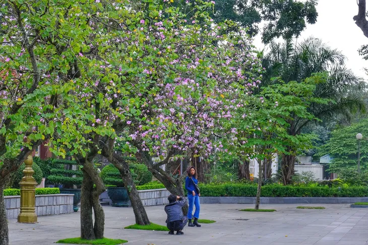 Hoa ban khoe sắc giữa phố phường Hà Nội - Ảnh 6. Hoa ban khoe sắc giữa phố phường Hà Nội - Ảnh 6.
