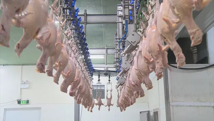 Nga cho phép nhập khẩu sản phẩm thịt gà chế biến từ Việt Nam - Ảnh 1. Nga cho phép nhập khẩu sản phẩm thịt gà chế biến từ Việt Nam - Ảnh 1.