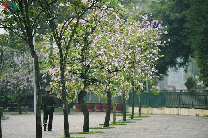 Ngắm sắc hoa ban Tây Bắc tinh khôi, đẹp nao lòng ở Hà Nội - Ảnh 11.