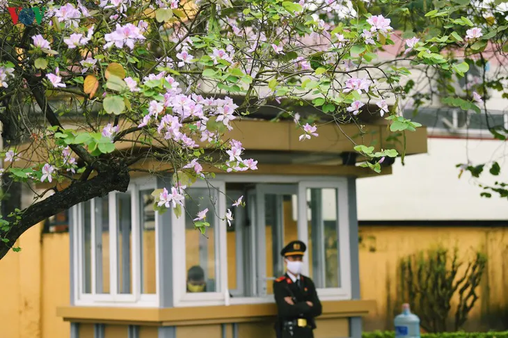 Ngắm sắc hoa ban Tây Bắc tinh khôi, đẹp nao lòng ở Hà Nội - Ảnh 4.