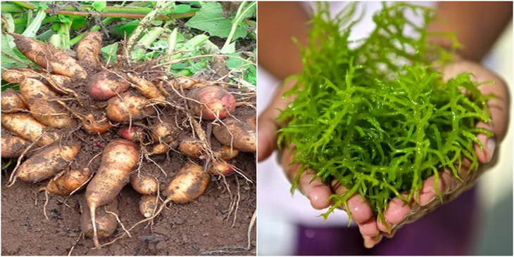 Làm sao để tăng đề kháng, bảo vệ sức khỏe cho người cao tuổi - Ảnh 2. Làm sao để tăng đề kháng, bảo vệ sức khỏe cho người cao tuổi - Ảnh 2.
