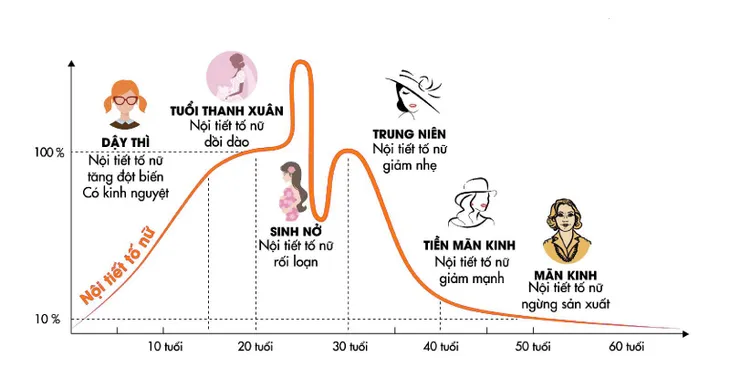 Liệu pháp tăng cường estrogen cho phái đẹp - Ảnh 1. Liệu pháp tăng cường estrogen cho phái đẹp - Ảnh 1.