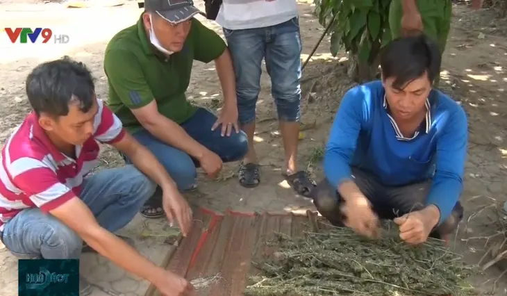 Kiên Giang: Phạt 7 triệu đồng 2 người trồng hàng trăm cây cần sa trong vườn - Ảnh 2.