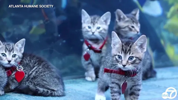 Mèo, chim cánh cụt dạo chơi trong khu thủy cung - Ảnh 1. Mèo, chim cánh cụt dạo chơi trong khu thủy cung - Ảnh 1.