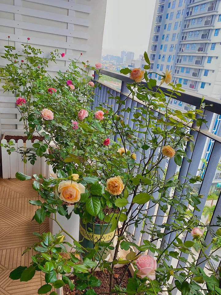 Ban công ngập hoa của các nữ phóng viên, biên tập viên VTV - Ảnh 14. Ban công ngập hoa của các nữ phóng viên, biên tập viên VTV - Ảnh 14.