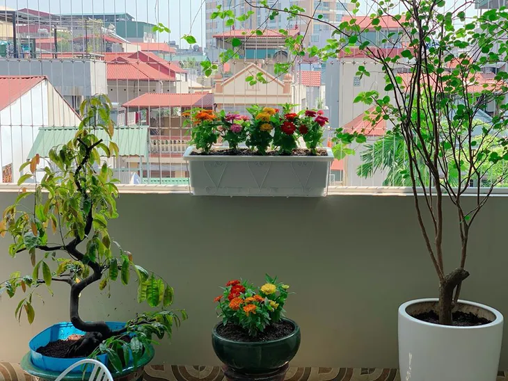 Ban công ngập hoa của các nữ phóng viên, biên tập viên VTV - Ảnh 10. Ban công ngập hoa của các nữ phóng viên, biên tập viên VTV - Ảnh 10.