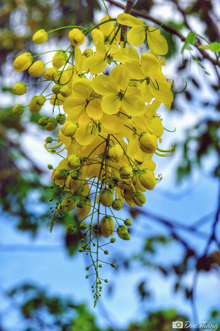 Ngắm muồng hoàng yến nở rộ dưới nắng hè - Ảnh 5. Ngắm muồng hoàng yến nở rộ dưới nắng hè - Ảnh 5.