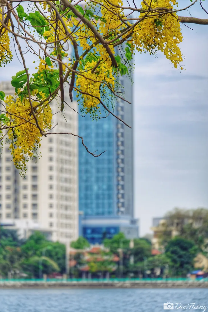 Ngắm muồng hoàng yến nở rộ dưới nắng hè - Ảnh 8. Ngắm muồng hoàng yến nở rộ dưới nắng hè - Ảnh 8.