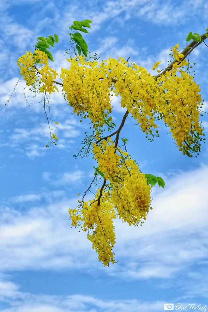 Ngắm muồng hoàng yến nở rộ dưới nắng hè - Ảnh 6. Ngắm muồng hoàng yến nở rộ dưới nắng hè - Ảnh 6.