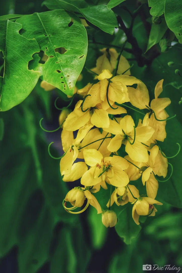 Ngắm muồng hoàng yến nở rộ dưới nắng hè - Ảnh 4. Ngắm muồng hoàng yến nở rộ dưới nắng hè - Ảnh 4.