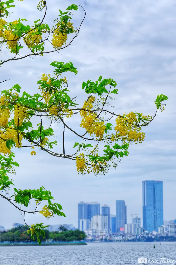 Ngắm muồng hoàng yến nở rộ dưới nắng hè - Ảnh 1. Ngắm muồng hoàng yến nở rộ dưới nắng hè - Ảnh 1.