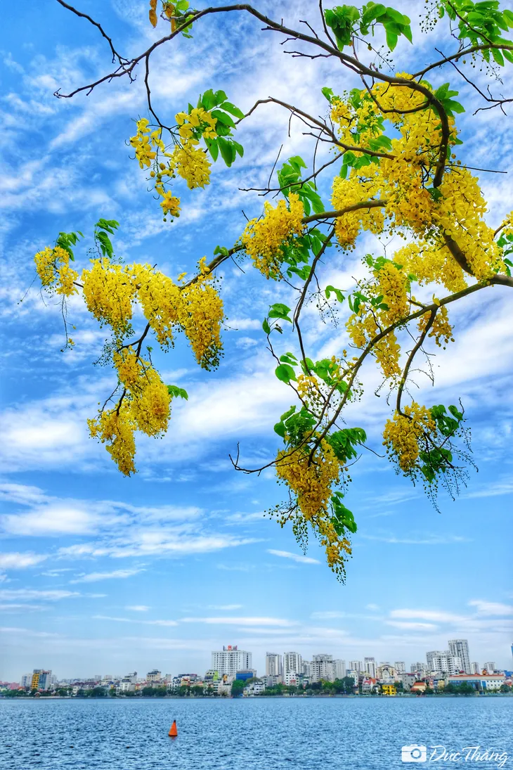 Ngắm muồng hoàng yến nở rộ dưới nắng hè - Ảnh 3. Ngắm muồng hoàng yến nở rộ dưới nắng hè - Ảnh 3.
