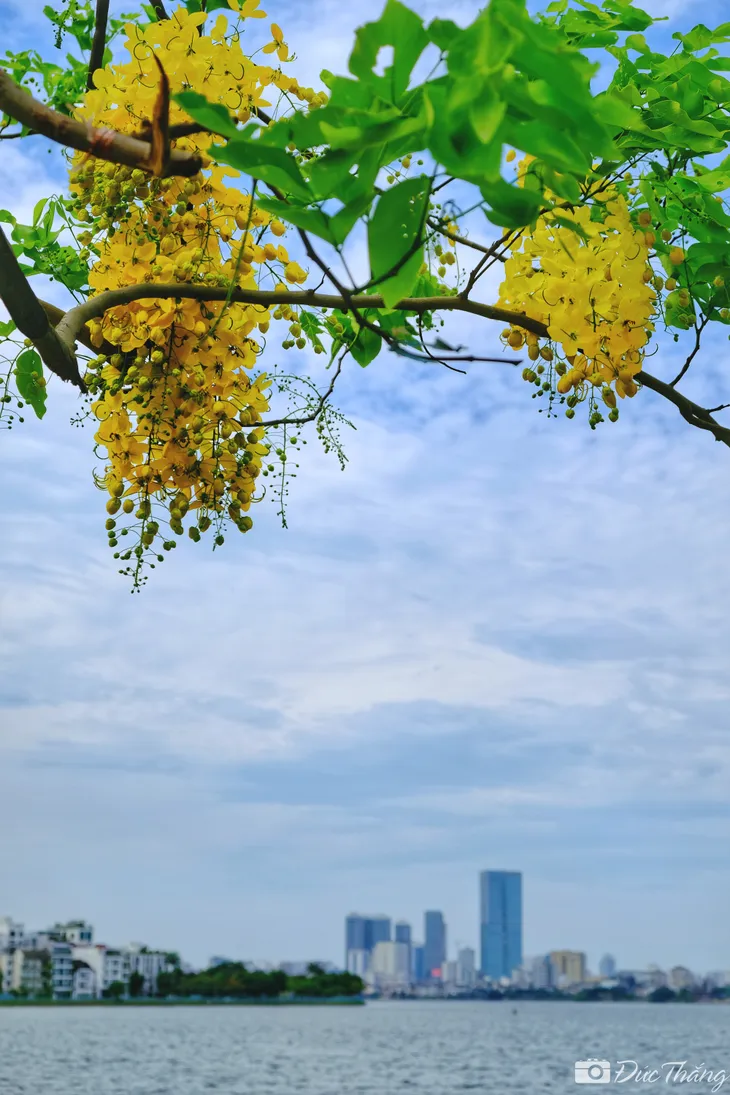 Ngắm muồng hoàng yến nở rộ dưới nắng hè - Ảnh 7. Ngắm muồng hoàng yến nở rộ dưới nắng hè - Ảnh 7.