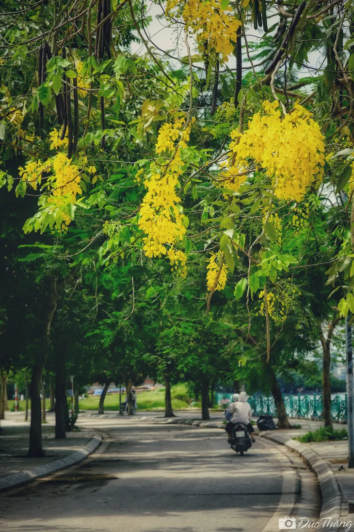 Ngắm muồng hoàng yến nở rộ dưới nắng hè - Ảnh 2. Ngắm muồng hoàng yến nở rộ dưới nắng hè - Ảnh 2.
