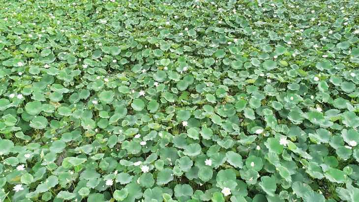 Sen trắng bung nở khoe sắc chào hè, đẹp tinh khôi - Ảnh 2. Sen trắng bung nở khoe sắc chào hè, đẹp tinh khôi - Ảnh 2.