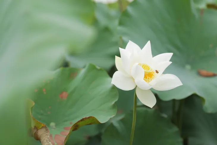 Sen trắng bung nở khoe sắc chào hè, đẹp tinh khôi - Ảnh 8. Sen trắng bung nở khoe sắc chào hè, đẹp tinh khôi - Ảnh 8.
