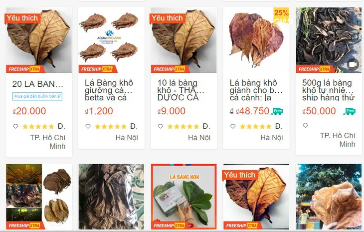 Lá bàng khô được rao bán rầm rộ, 1.000 đồng/lá - Ảnh 1. Lá bàng khô được rao bán rầm rộ, 1.000 đồng/lá - Ảnh 1.
