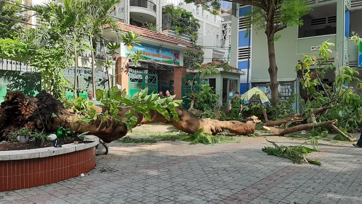 Vụ cây bật gốc đè trúng nhiều học sinh: Sẽ đốn hạ tiếp cây phượng biểu tượng trường THCS Bạch Đằng - Ảnh 1. Vụ cây bật gốc đè trúng nhiều học sinh: Sẽ đốn hạ tiếp cây phượng biểu tượng trường THCS Bạch Đằng - Ảnh 1.