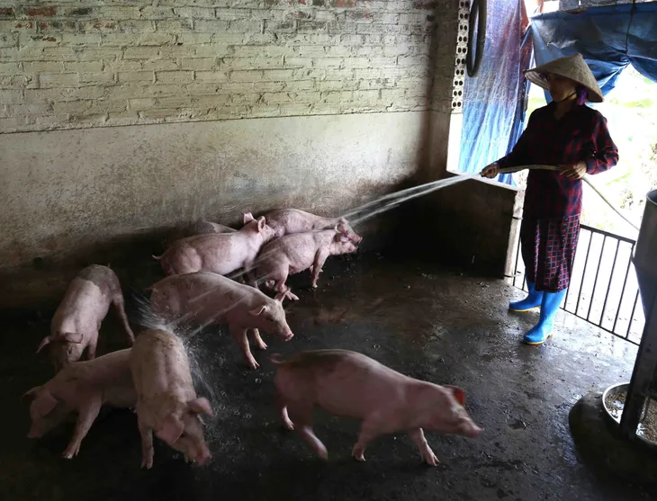Đã có 20 tỉnh, thành tái phát dịch tả lợn châu Phi - Ảnh 3. Đã có 20 tỉnh, thành tái phát dịch tả lợn châu Phi - Ảnh 3.