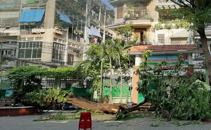 Vì sao cây phượng bật gốc đè học sinh ở TP.HCM trồng ở bồn rất nhỏ và không thấy rễ lớn? - Ảnh 1. Vì sao cây phượng bật gốc đè học sinh ở TP.HCM trồng ở bồn rất nhỏ và không thấy rễ lớn? - Ảnh 1.