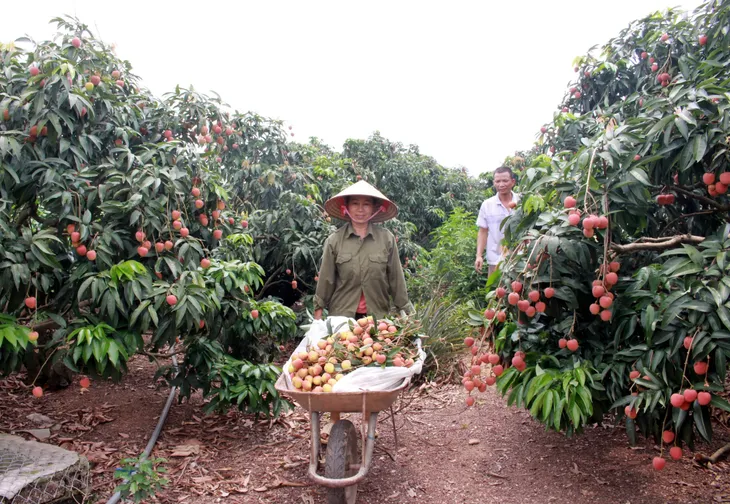 Vải Hải Dương được mùa, được giá - Ảnh 2. Vải Hải Dương được mùa, được giá - Ảnh 2.