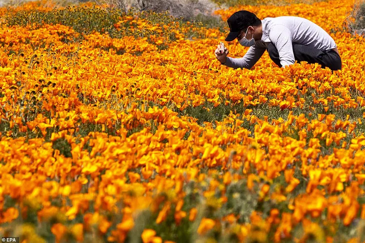 Hàng triệu bông hoa anh túc nở rộ bất chấp hạn hán lịch sử tại California (Mỹ) - Ảnh 1. Hàng triệu bông hoa anh túc nở rộ bất chấp hạn hán lịch sử tại California (Mỹ) - Ảnh 1.