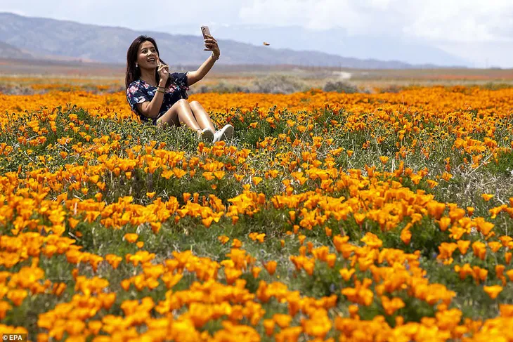Hàng triệu bông hoa anh túc nở rộ bất chấp hạn hán lịch sử tại California (Mỹ) - Ảnh 5. Hàng triệu bông hoa anh túc nở rộ bất chấp hạn hán lịch sử tại California (Mỹ) - Ảnh 5.