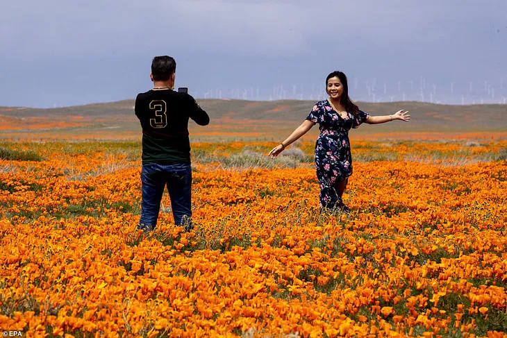 Hàng triệu bông hoa anh túc nở rộ bất chấp hạn hán lịch sử tại California (Mỹ) - Ảnh 7. Hàng triệu bông hoa anh túc nở rộ bất chấp hạn hán lịch sử tại California (Mỹ) - Ảnh 7.