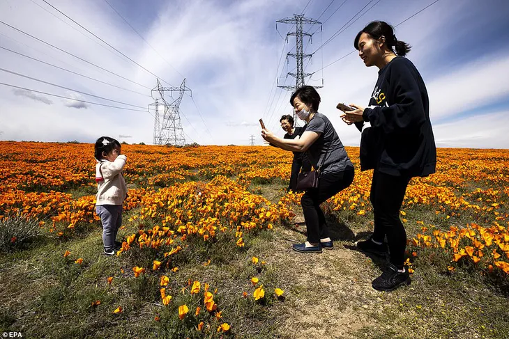 Hàng triệu bông hoa anh túc nở rộ bất chấp hạn hán lịch sử tại California (Mỹ) - Ảnh 2. Hàng triệu bông hoa anh túc nở rộ bất chấp hạn hán lịch sử tại California (Mỹ) - Ảnh 2.