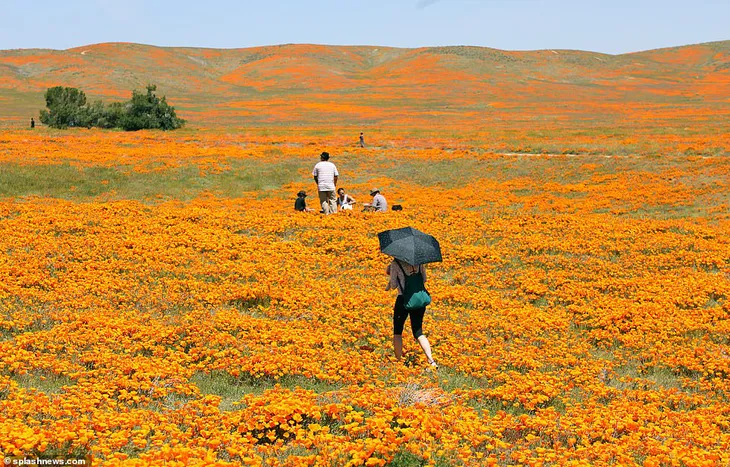 Hàng triệu bông hoa anh túc nở rộ bất chấp hạn hán lịch sử tại California (Mỹ) - Ảnh 6. Hàng triệu bông hoa anh túc nở rộ bất chấp hạn hán lịch sử tại California (Mỹ) - Ảnh 6.