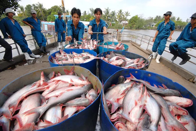 Xuất ngoại gặp khó, con cá tra quay đầu nịnh người dùng trong nước - Ảnh 3. Xuất ngoại gặp khó, con cá tra quay đầu nịnh người dùng trong nước - Ảnh 3.