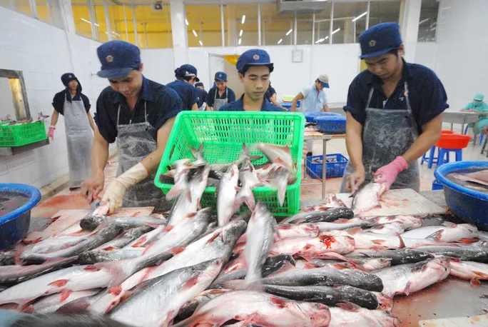 Xuất ngoại gặp khó, con cá tra quay đầu nịnh người dùng trong nước - Ảnh 1. Xuất ngoại gặp khó, con cá tra quay đầu nịnh người dùng trong nước - Ảnh 1.
