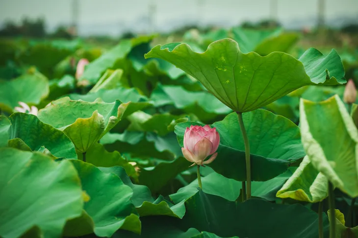 3 điểm đến đẹp say lòng người khi du lịch Ninh Bình - Ảnh 12. 3 điểm đến đẹp say lòng người khi du lịch Ninh Bình - Ảnh 12.