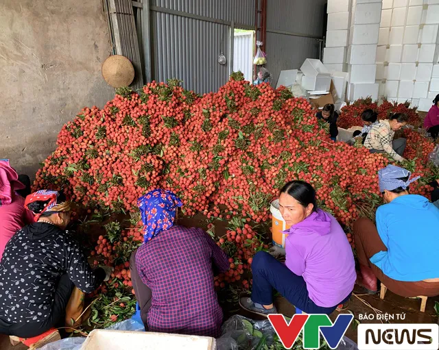 Đỏ rực “vương quốc” vải thiều những ngày tháng 6… - Ảnh 1. Đỏ rực “vương quốc” vải thiều những ngày tháng 6… - Ảnh 1.