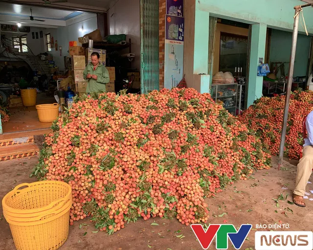 Đỏ rực “vương quốc” vải thiều những ngày tháng 6… - Ảnh 3. Đỏ rực “vương quốc” vải thiều những ngày tháng 6… - Ảnh 3.