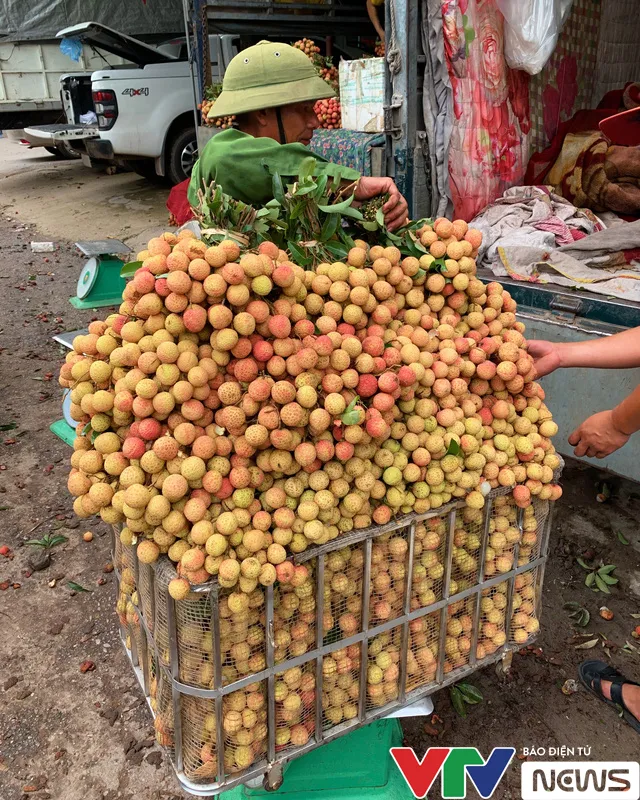 Đỏ rực “vương quốc” vải thiều những ngày tháng 6… - Ảnh 6. Đỏ rực “vương quốc” vải thiều những ngày tháng 6… - Ảnh 6.