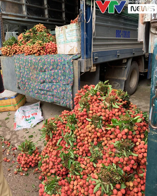 Đỏ rực “vương quốc” vải thiều những ngày tháng 6… - Ảnh 9. Đỏ rực “vương quốc” vải thiều những ngày tháng 6… - Ảnh 9.