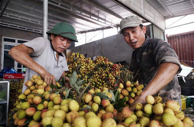 Quả vải thiều Việt đã sẵn sàng chinh phục Nhật Bản - Ảnh 2. Quả vải thiều Việt đã sẵn sàng chinh phục Nhật Bản - Ảnh 2.