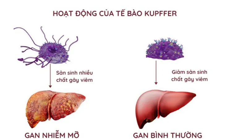 Thức uống hỗ trợ tăng cường sức khỏe dành cho cả gia đình - Ảnh 1. Thức uống hỗ trợ tăng cường sức khỏe dành cho cả gia đình - Ảnh 1.