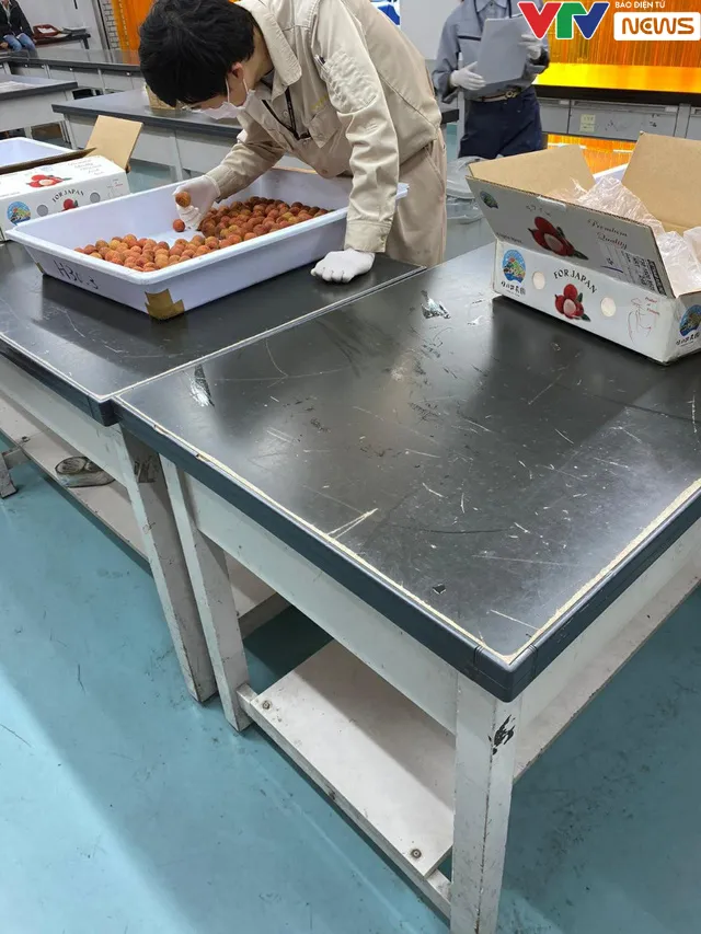 Lô vải đầu tiên của Việt Nam đã chính thức cập bến Nhật Bản - Ảnh 4. Lô vải đầu tiên của Việt Nam đã chính thức cập bến Nhật Bản - Ảnh 4.